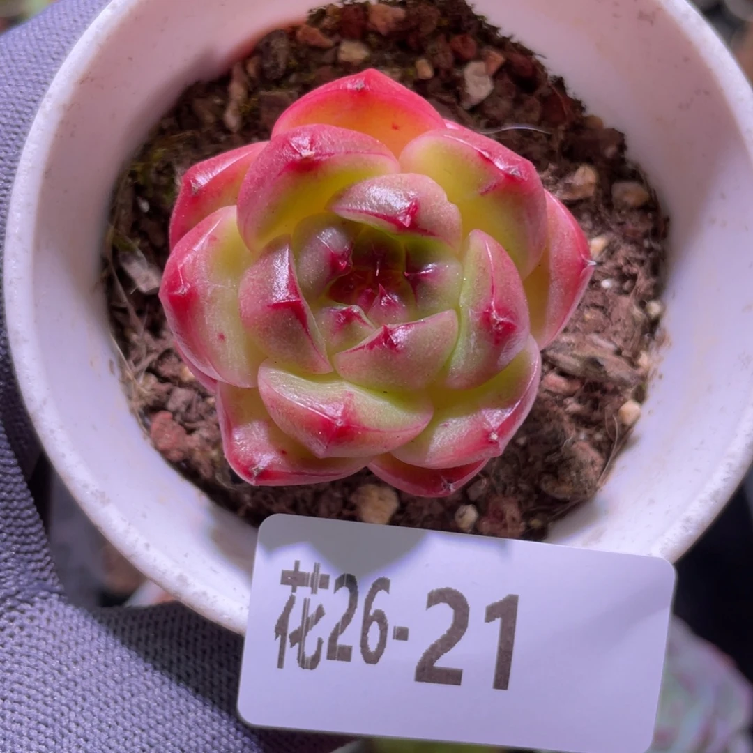 花利美26-21海王