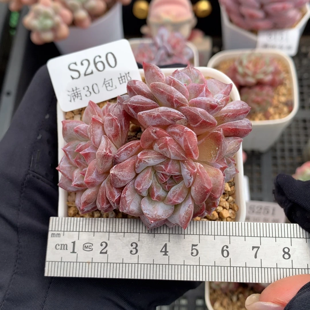 260石化母本琥珀冠服6.5