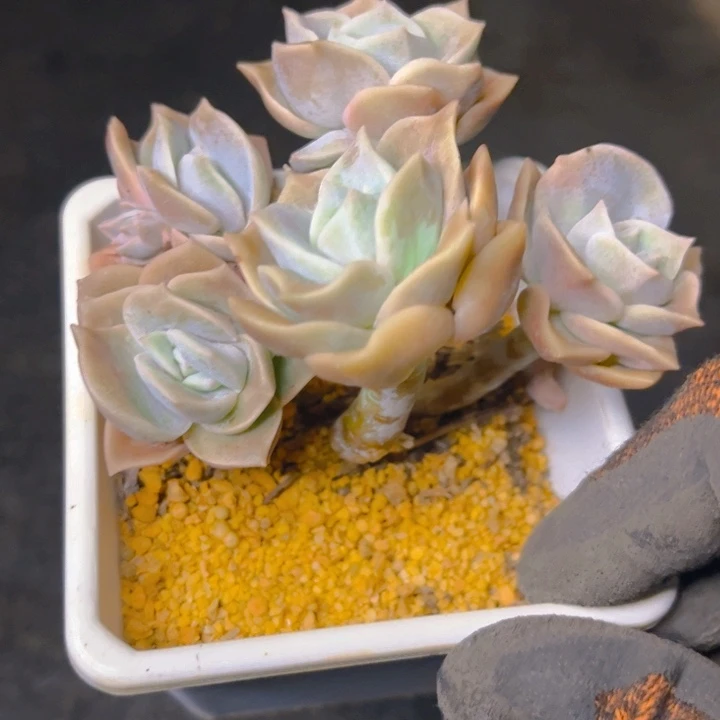 粉色可爱玫瑰群老桩