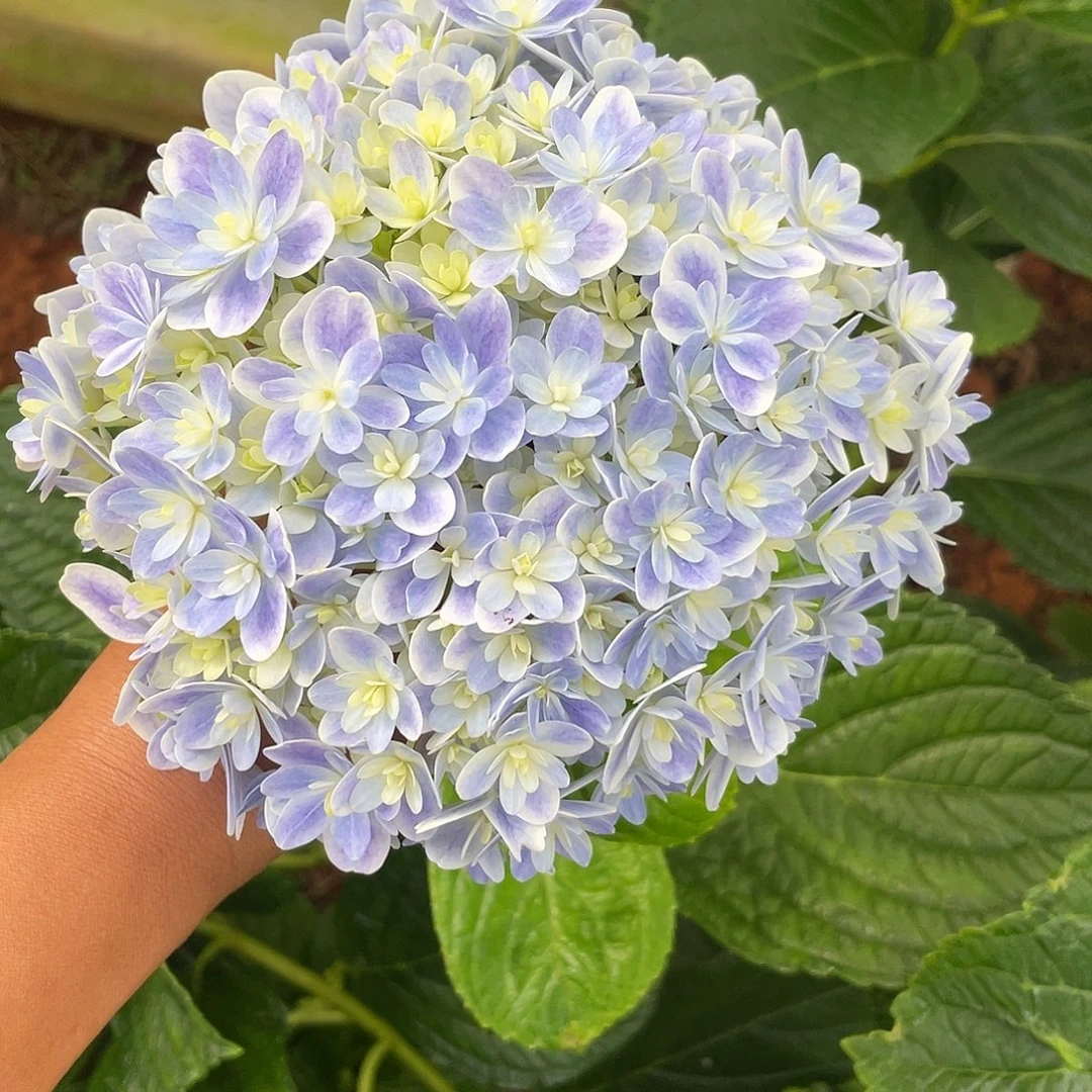 绣球切花一物一拍3枝起包邮，192