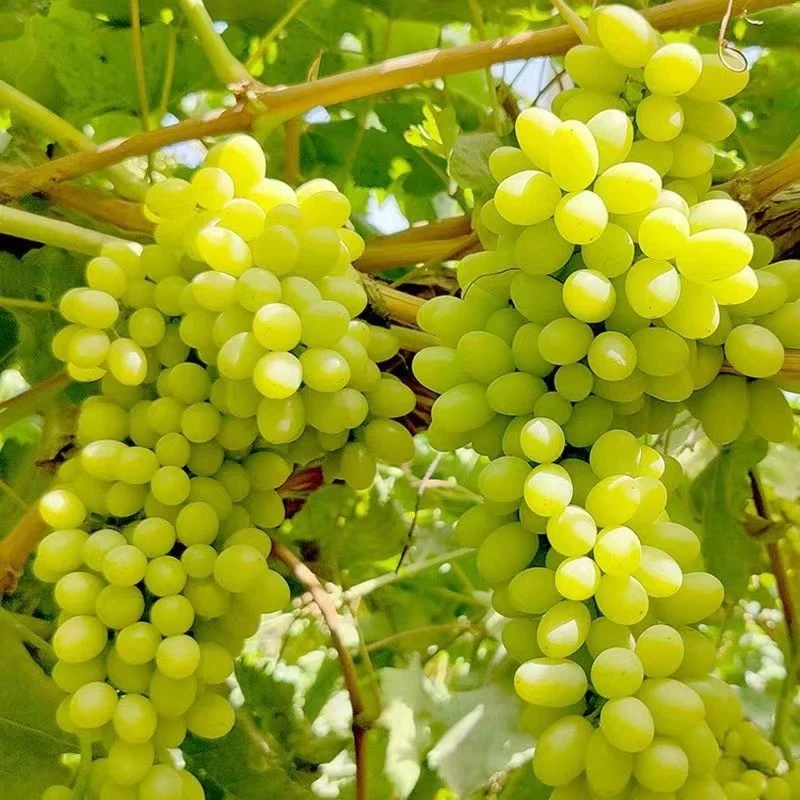 【顺丰冷链】新疆吐鲁番无核白葡萄4斤装新鲜水果 多仓发货tz