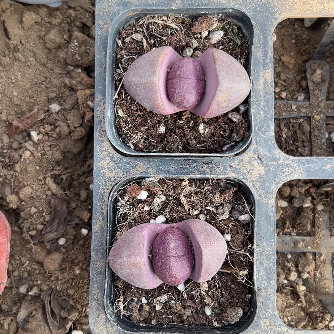 多肉植物两颗紫帝玉