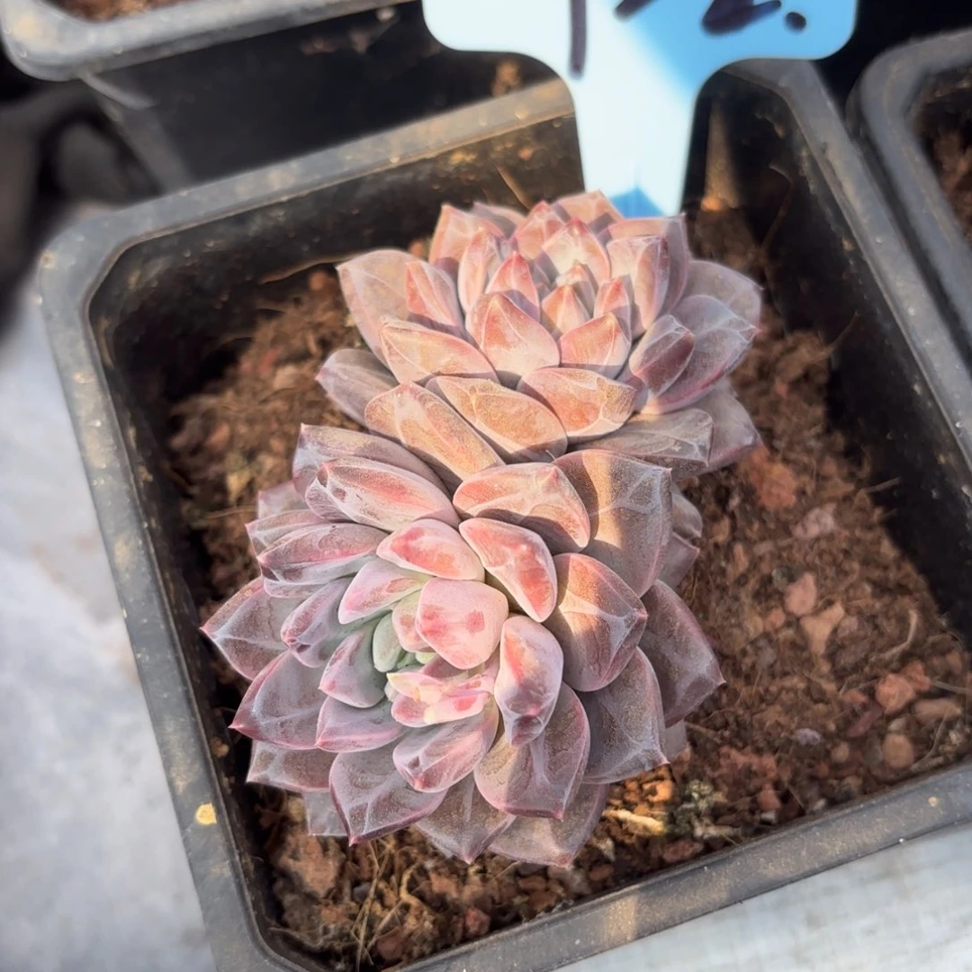 布羞妹妹的新品美人寄养