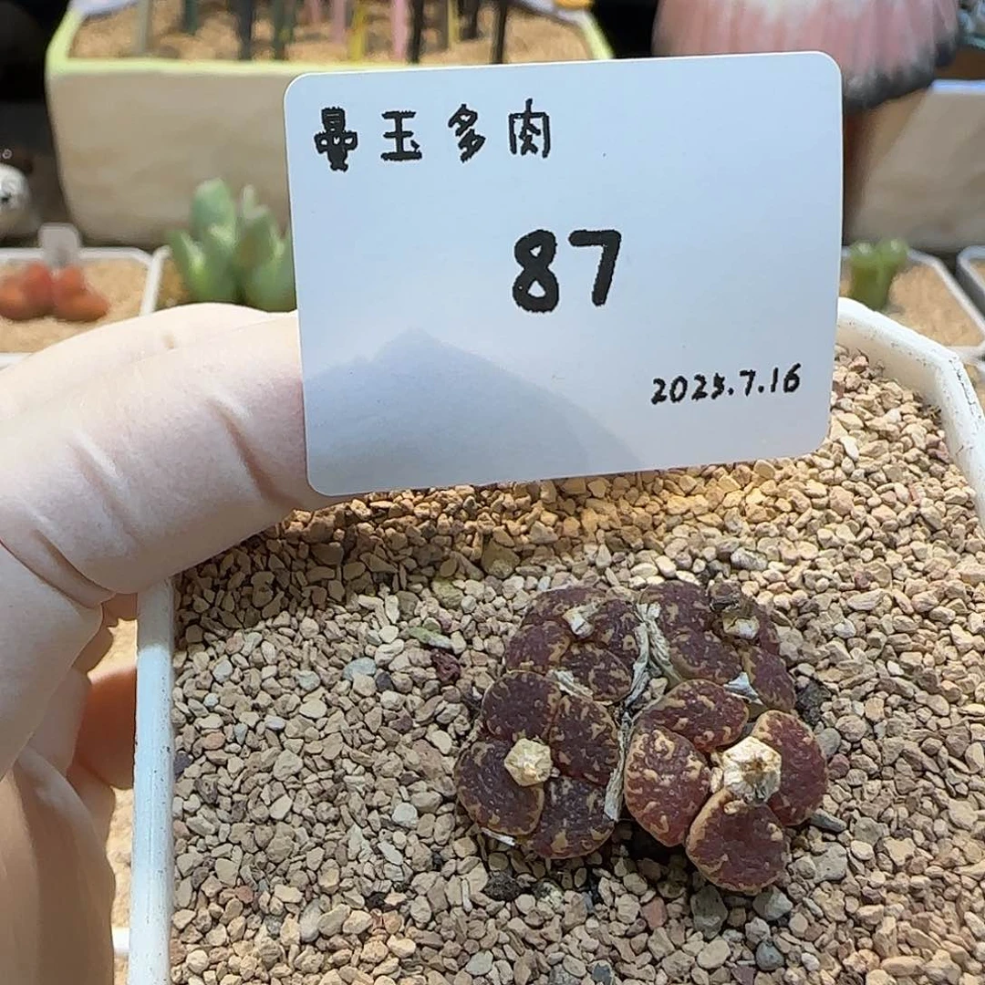 丁***加多肉多肉多肉7.16-087