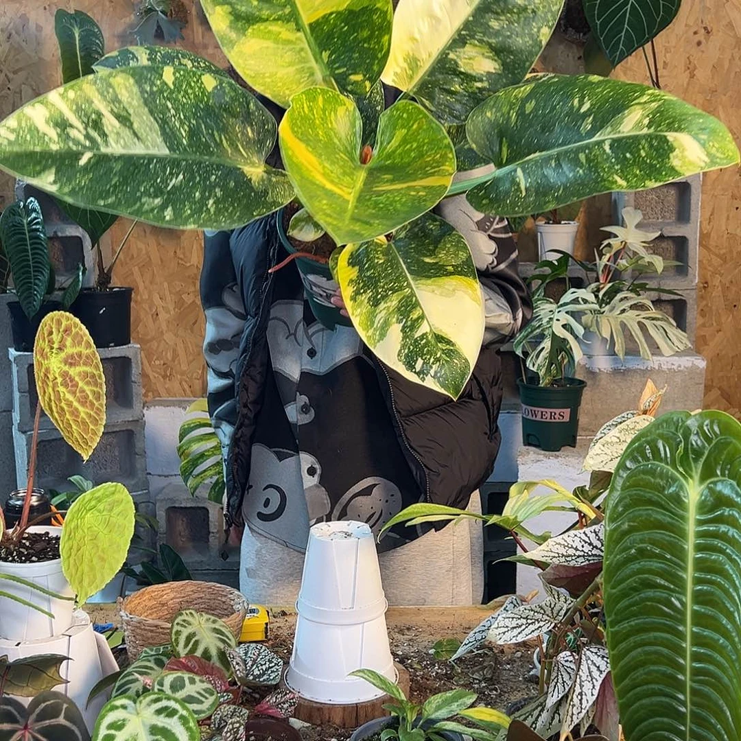 完全开放F30刚果洒金