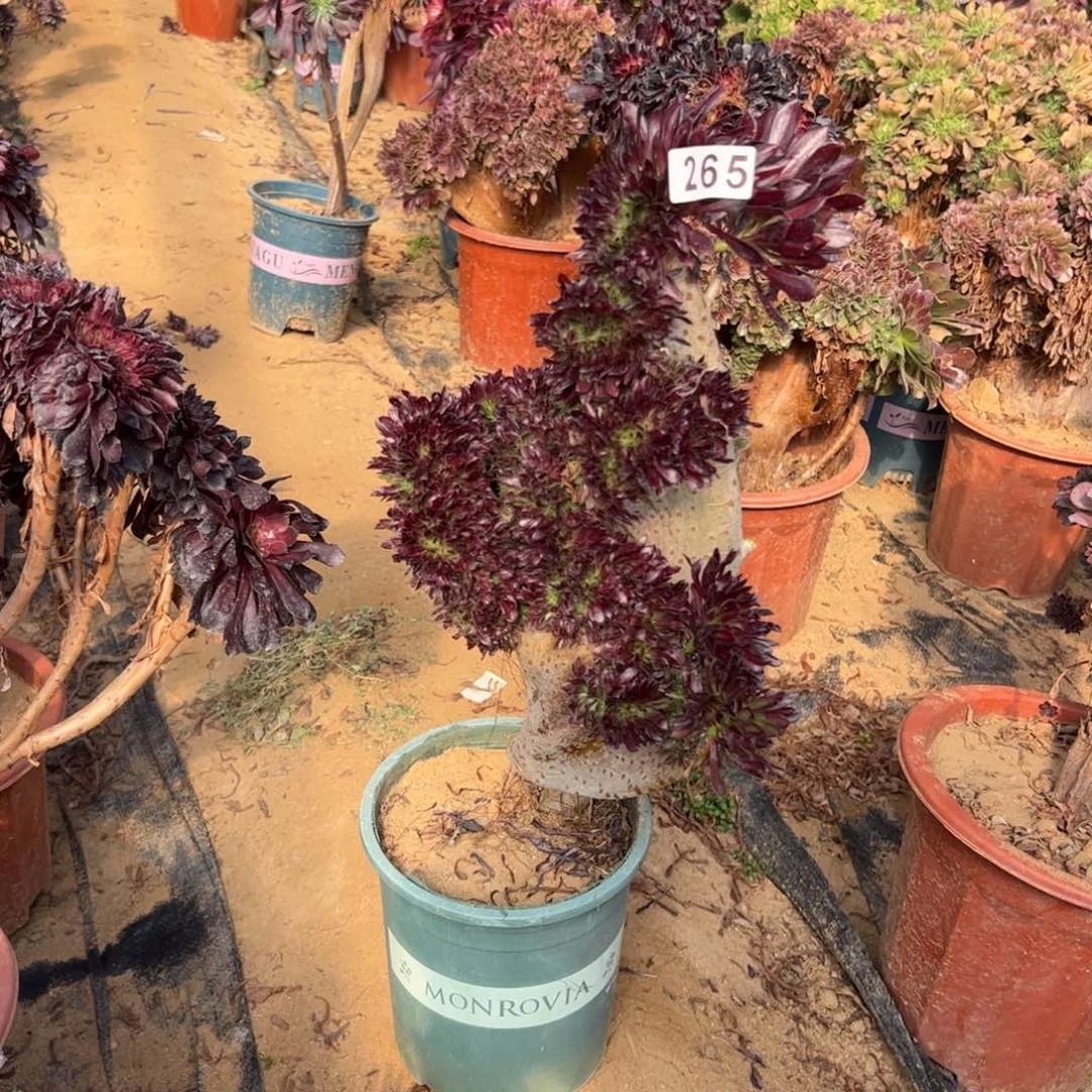 有伤黑缀265高40