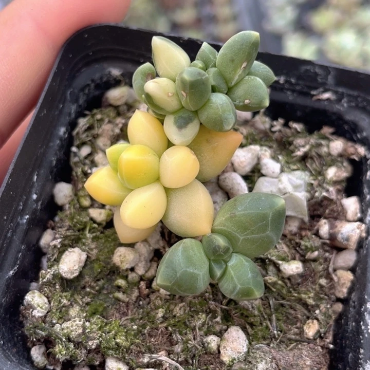 一物一拍满18包邮