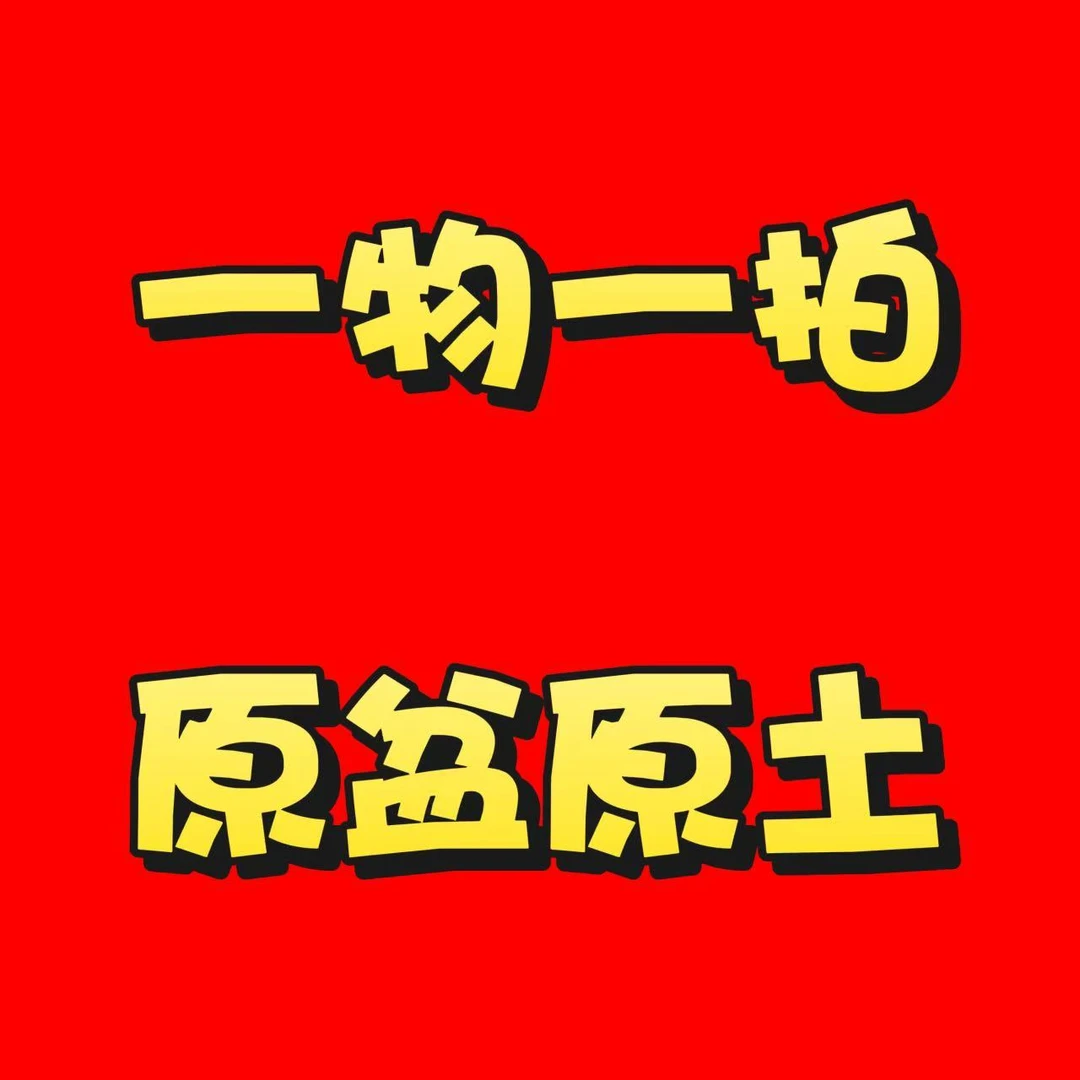 【一物一拍】三角梅盆栽原盆原土勤花四季开花