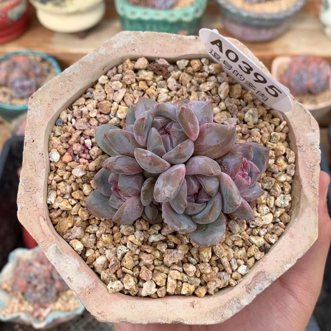A0395 石榴籽群生 有砍 7.5cm