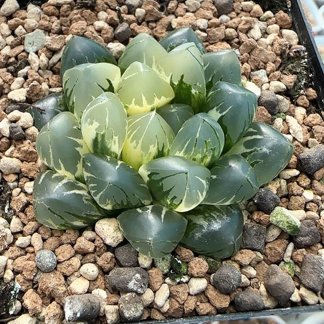 82号非组北极之光锦一物一拍带盆土