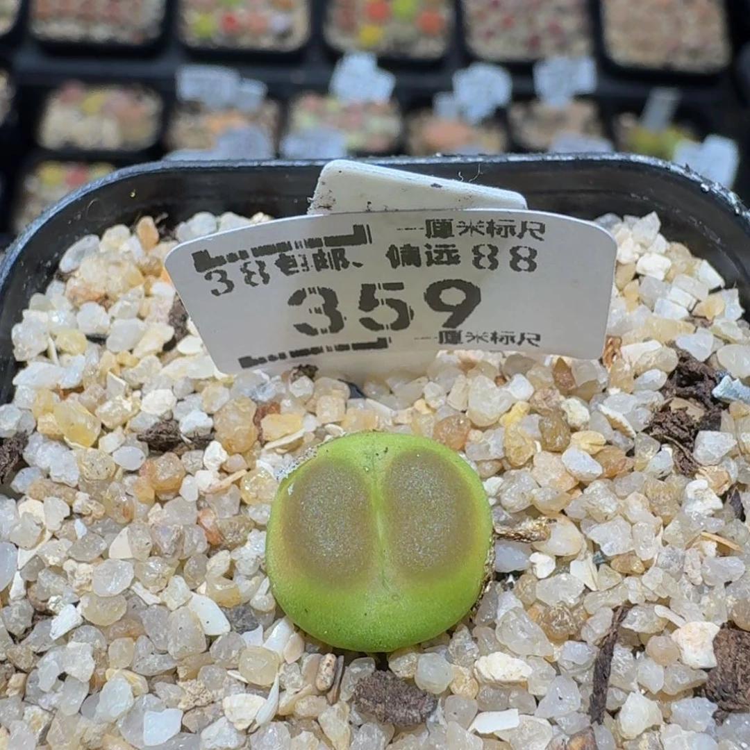 zzzzz生石花肉锥359