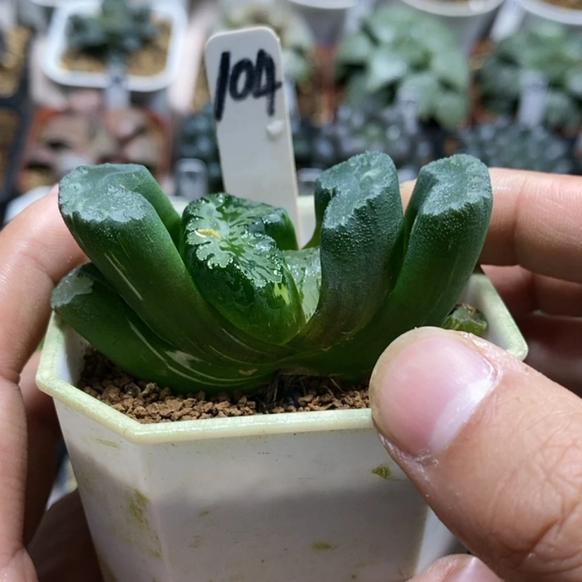 【闪购商品】104道长