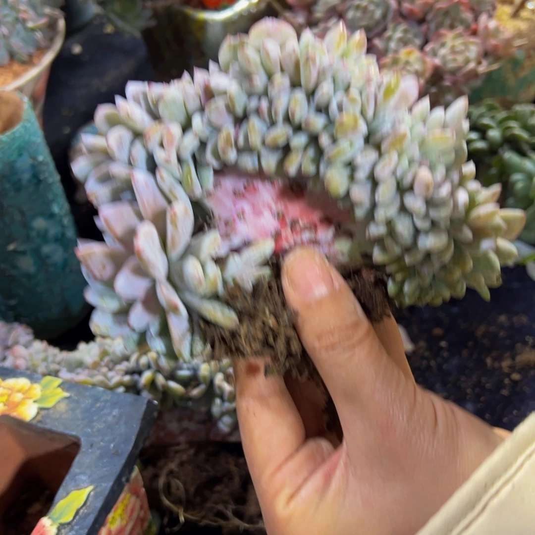 冻***腐糖心嫦娥缀天天开心