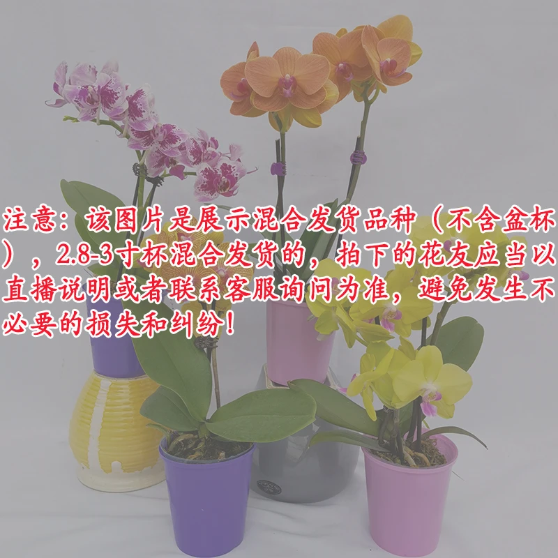 蝴蝶兰【混色品种】 混色好百搭直播为准室内客厅桌面好养绿植花卉