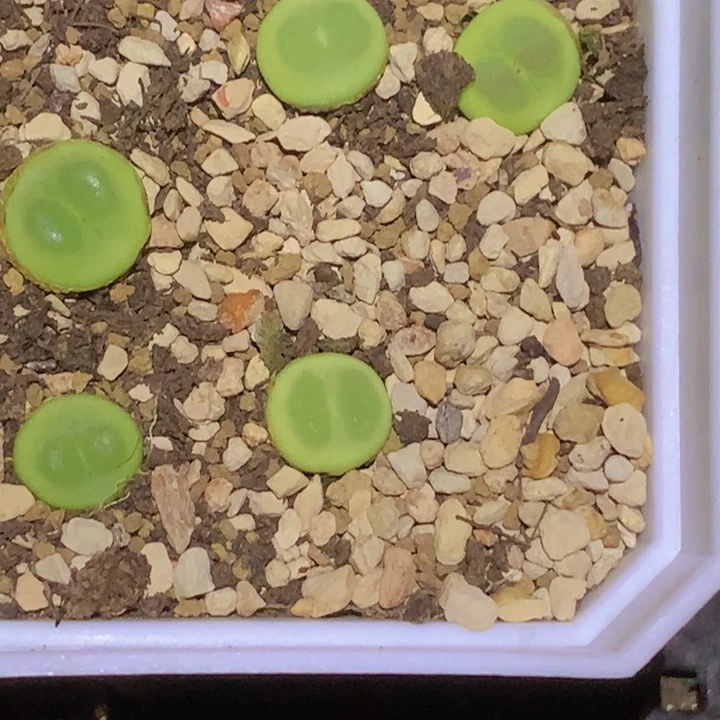 88999999969968868588844