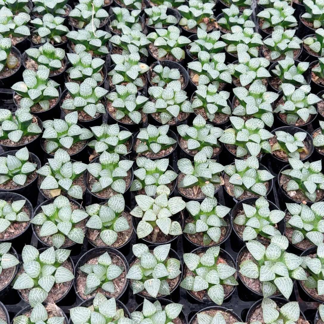 万象盆康平玉露多肉植物一颗