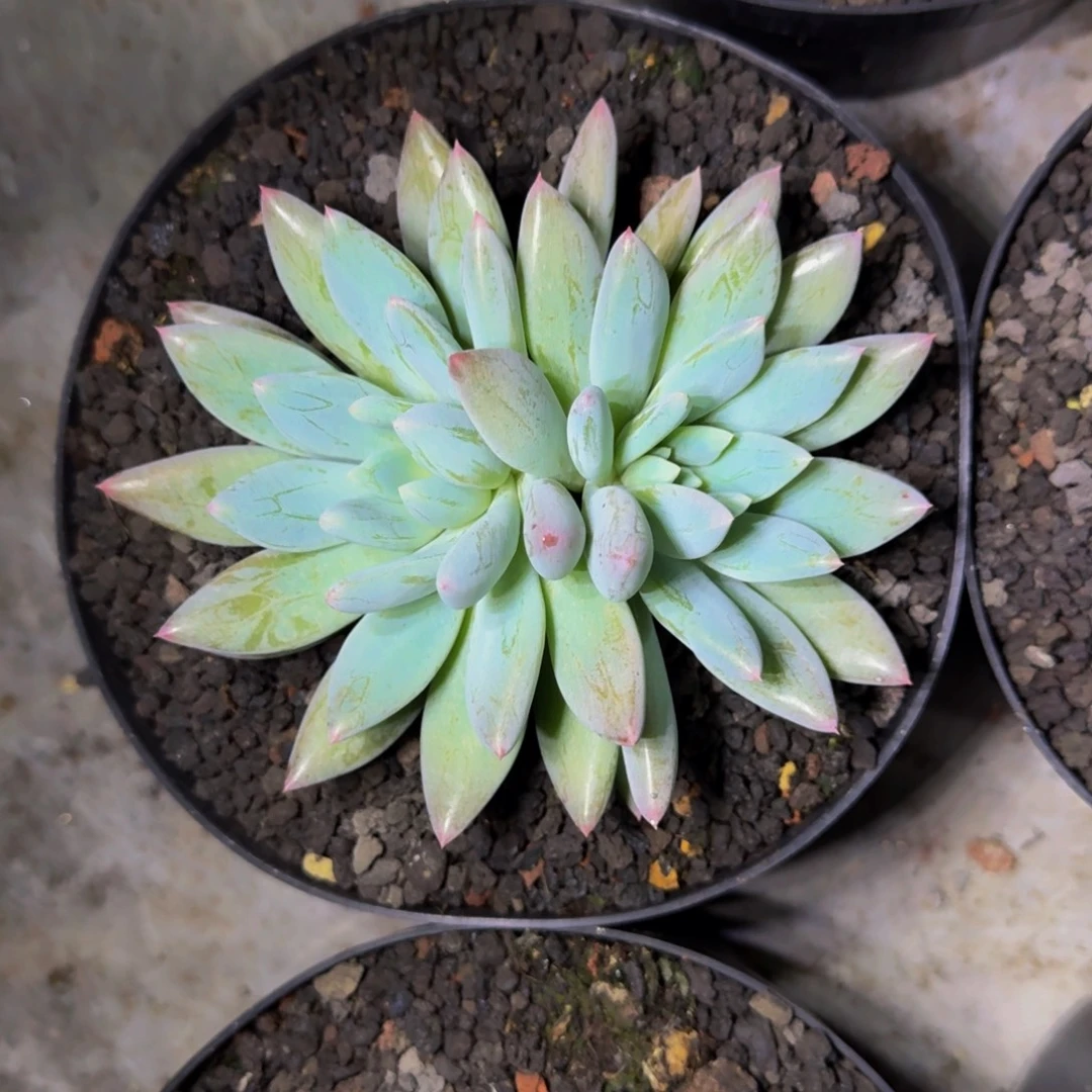 人鱼公主 双头 一物一拍