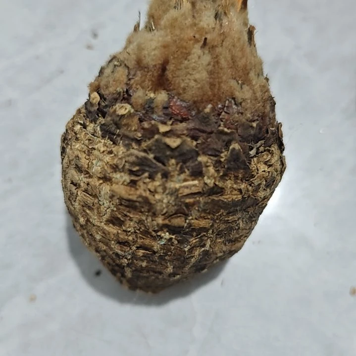 一物一拍，银叶多肉！
