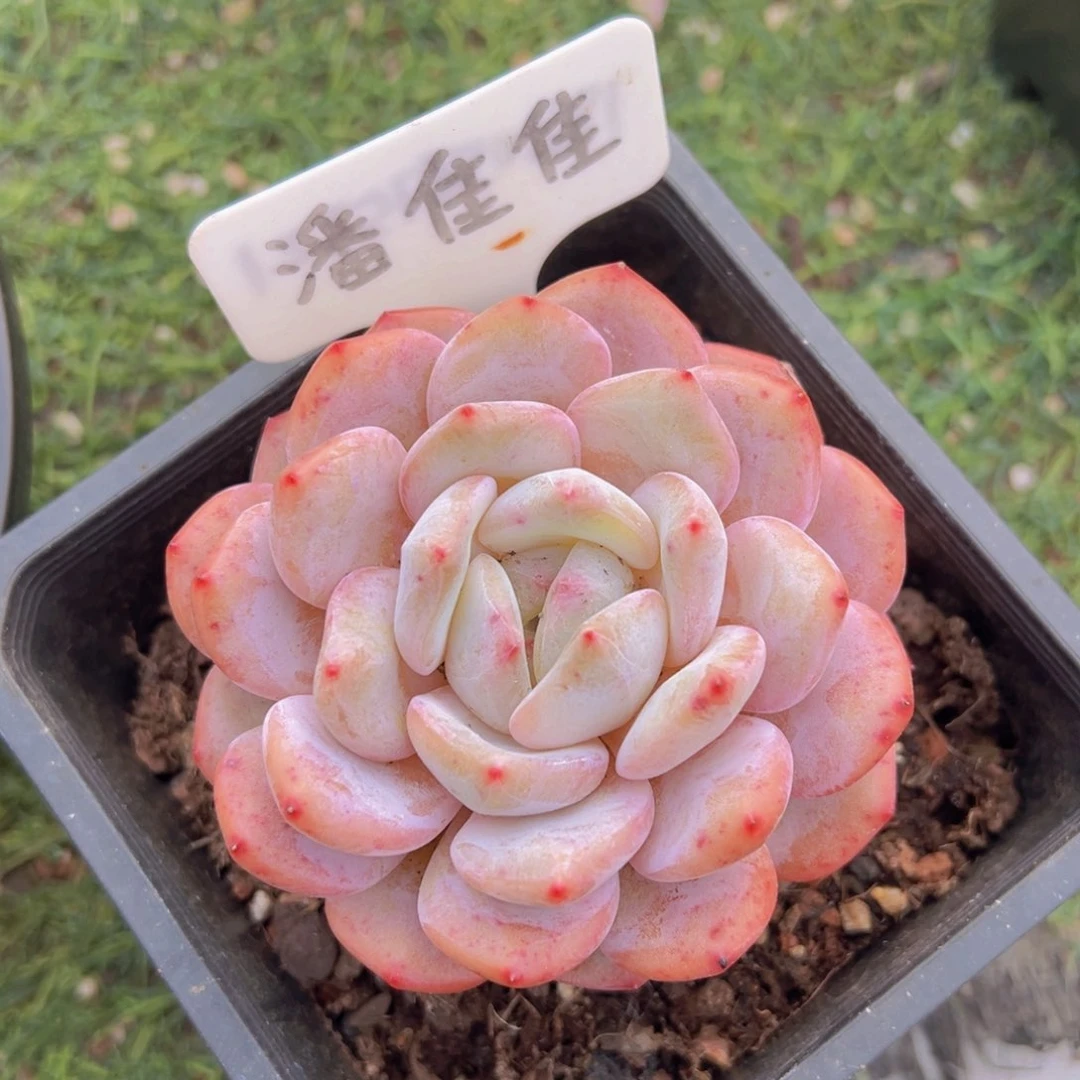 香玉的故事是一个人的故事