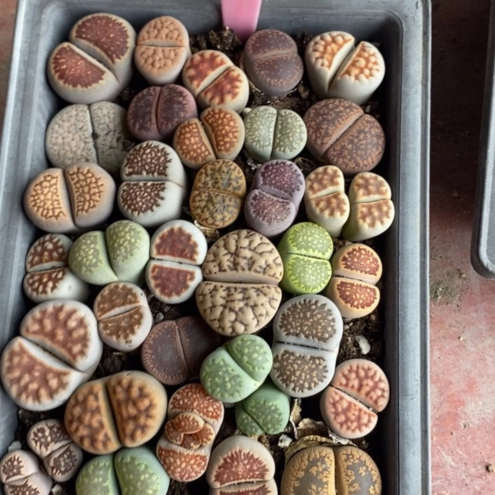 梦***梦生石花等植物的生长066