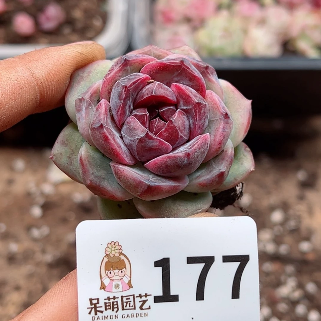 小****育多肉植物多肉植物