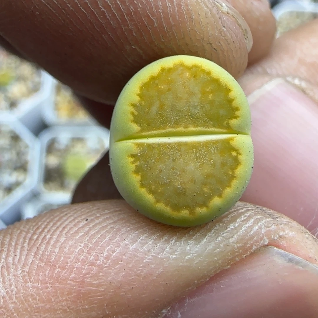 063 生石花大棚直播