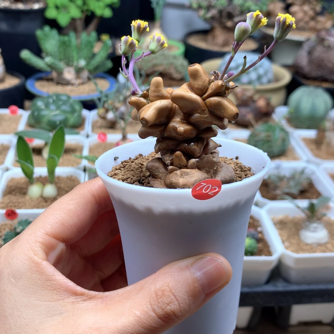 蛮鬼塔厚敦菊带盆702
