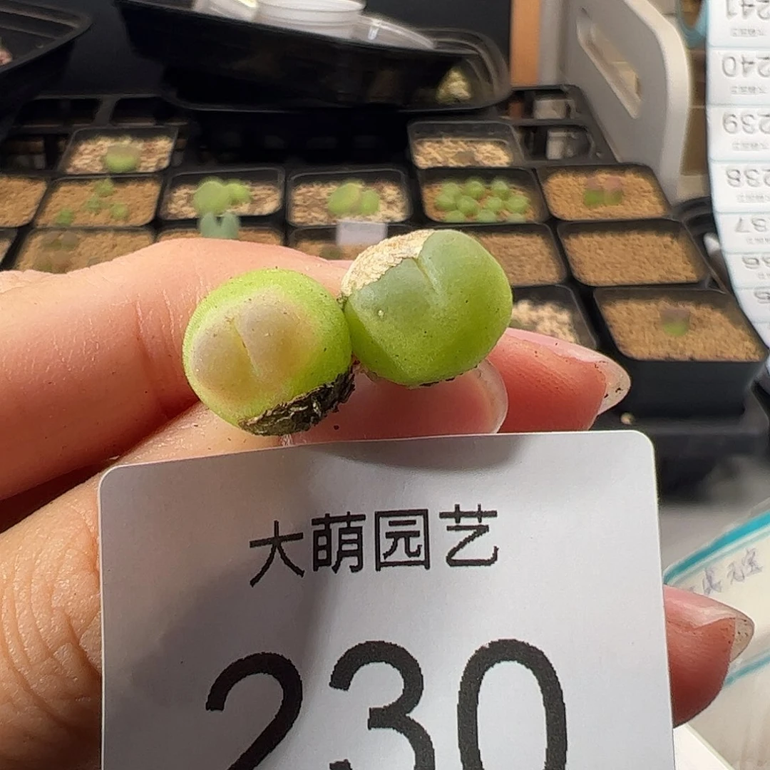 0000230 一物一拍。