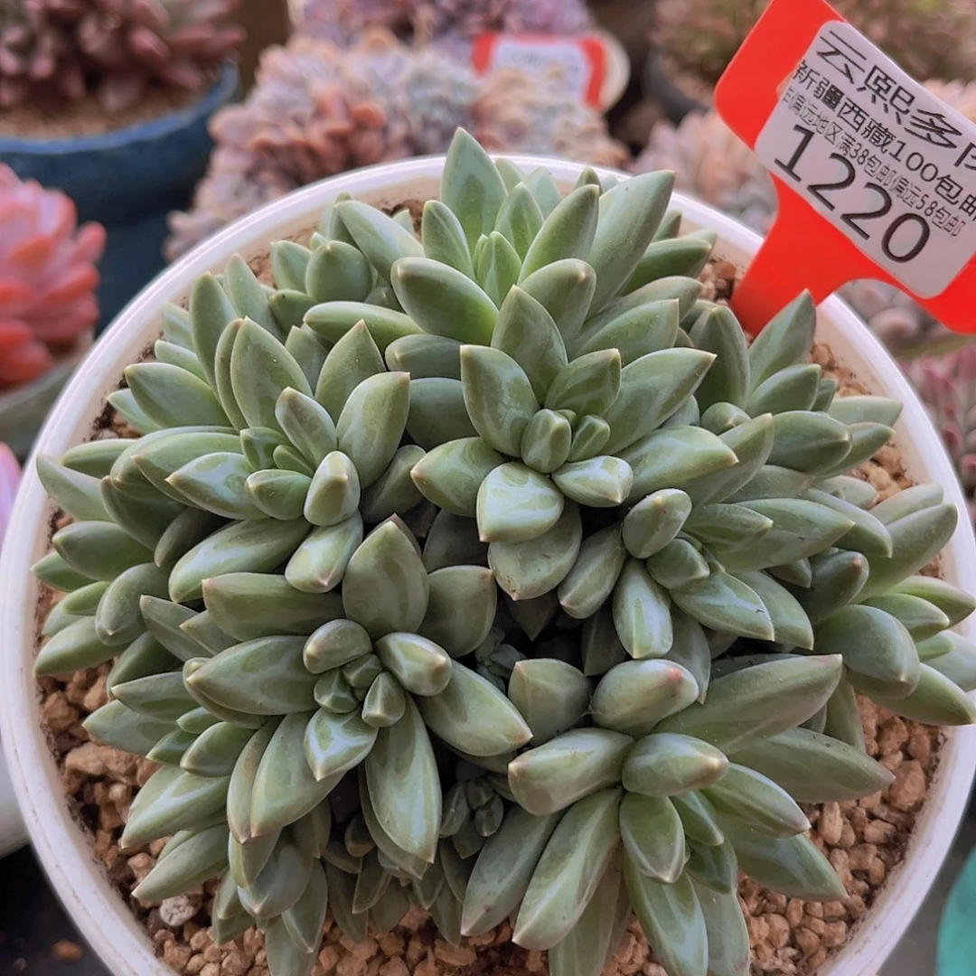 1220彩翼美人多肉植物