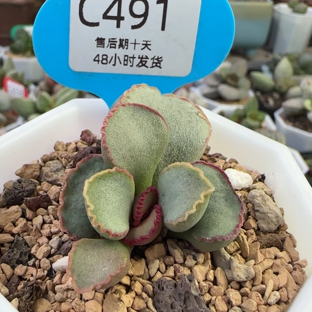 谷雨。     491。