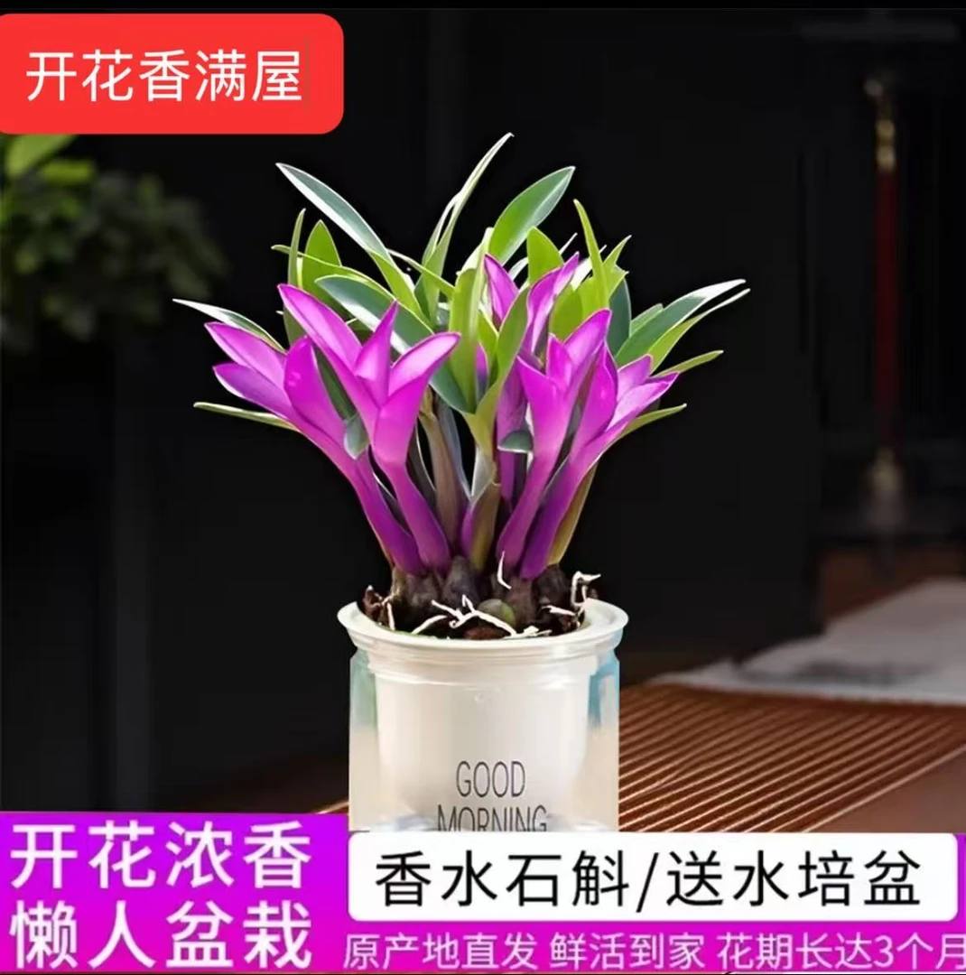 七彩香水石斛兰花四季好养绿植浓香型懒人水培植物绿植净化空气