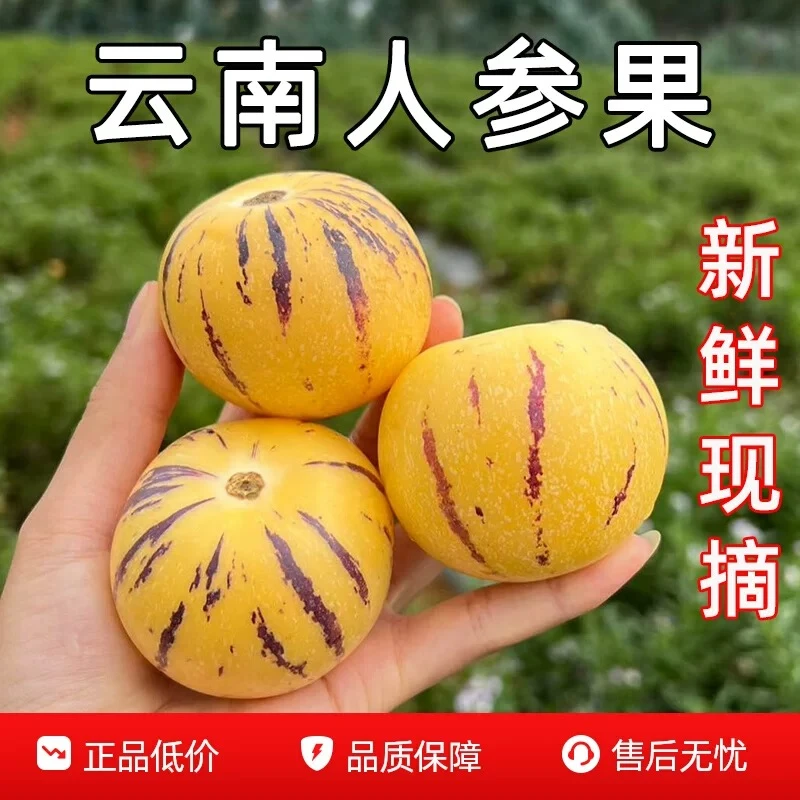 【中秋好礼】云南石林树熟人参果圆果黄肉清甜多汁当季新鲜水果