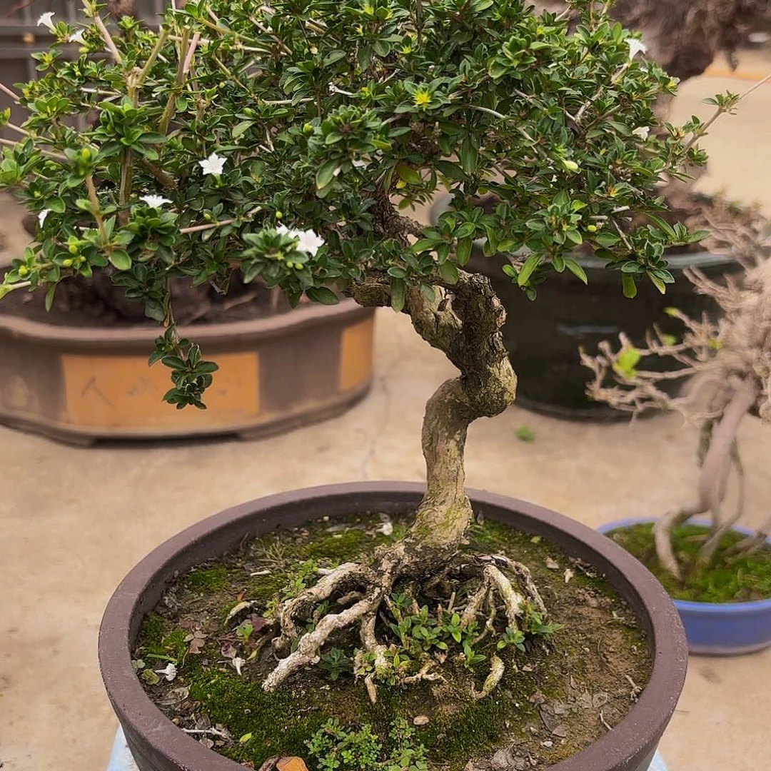 完全开放六月雪盆景盆栽植物