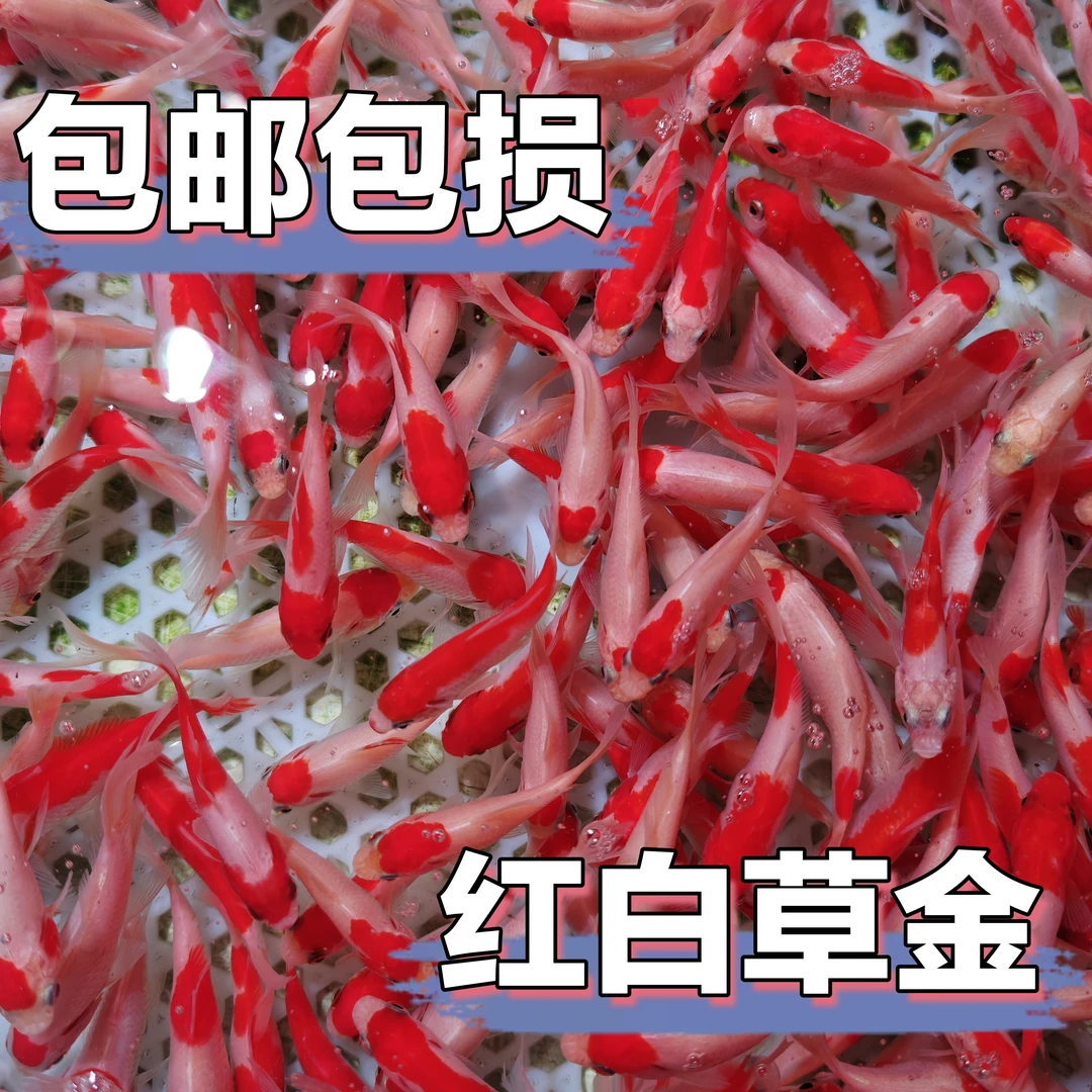 【冷链包邮】红白草金 3-6公分 保底17条 颜色混搭 新手好养