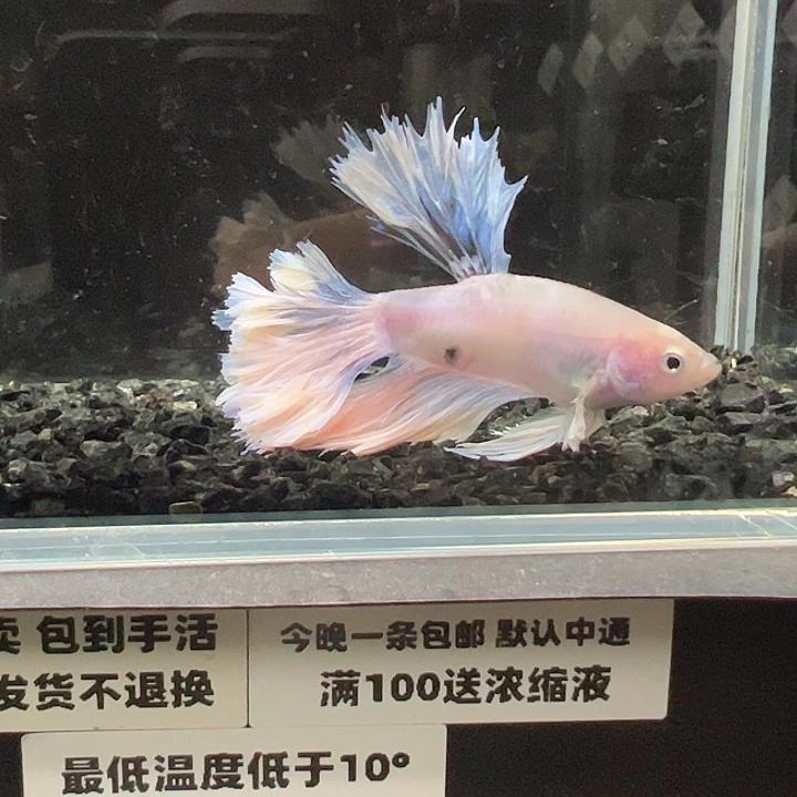 斗鱼竞拍跑单拉黑2日99