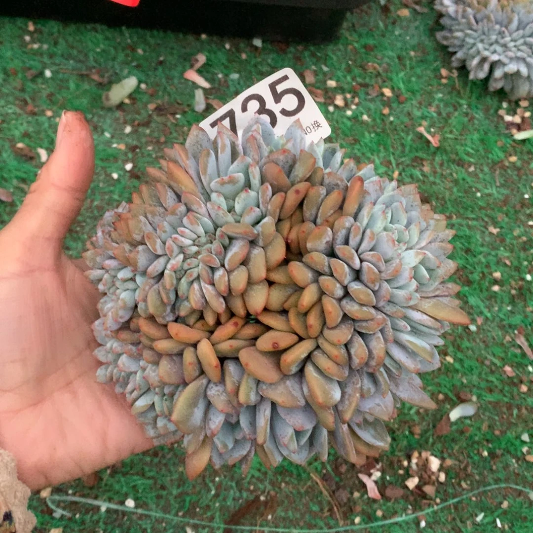 735橙子缀多肉植物