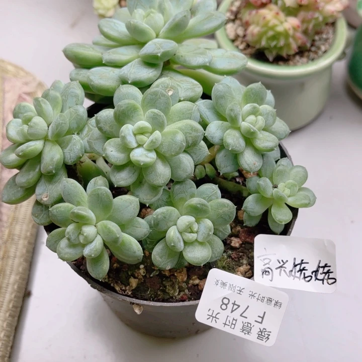高***姥748 百达翡翠 带陶瓷盆发货 满28包邮