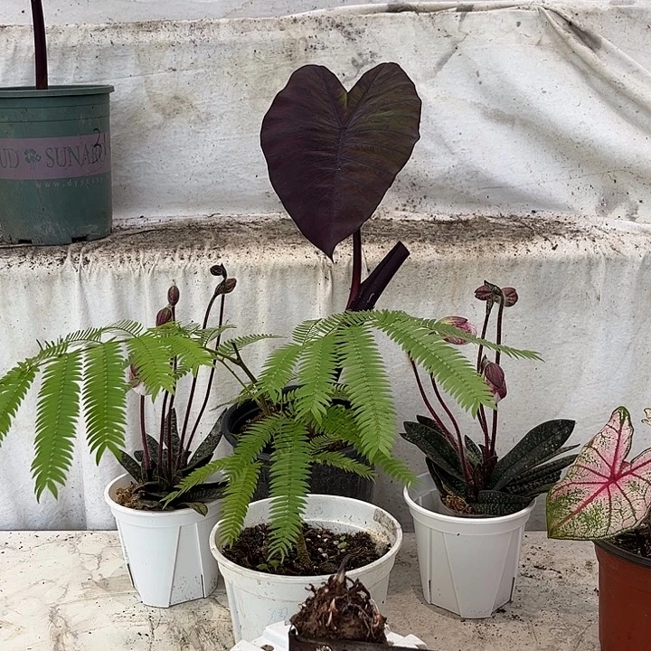 无花朵彩叶芋种球