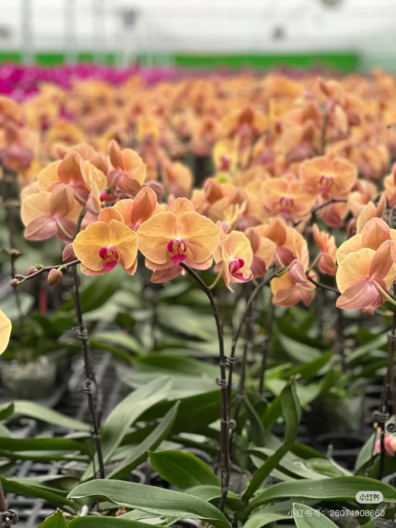 蝴蝶兰瑕疵处理苗【芳美钻石】2.8寸杯不带花剑，没有开花