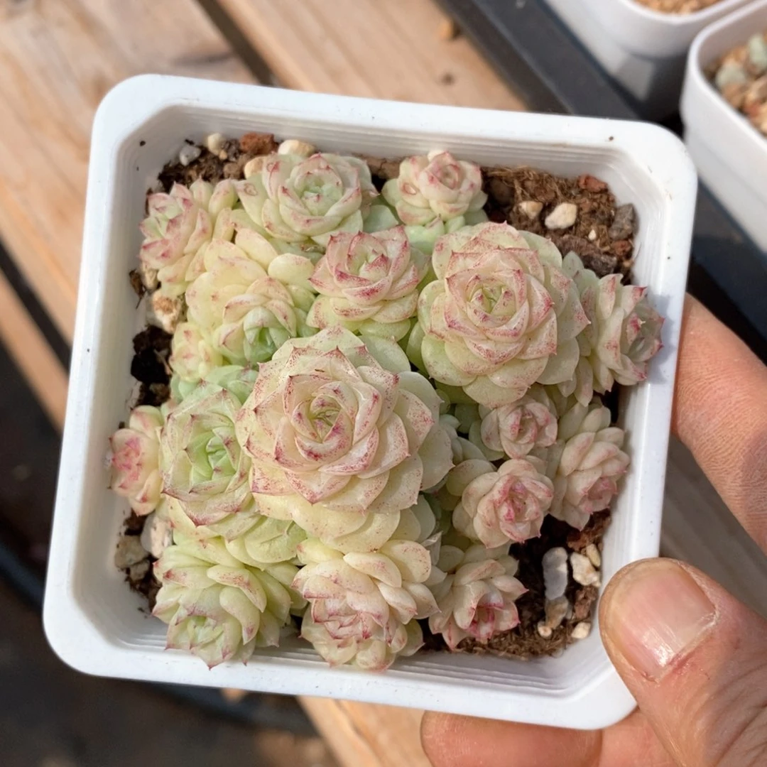 精品多肉一物一拍不包整95