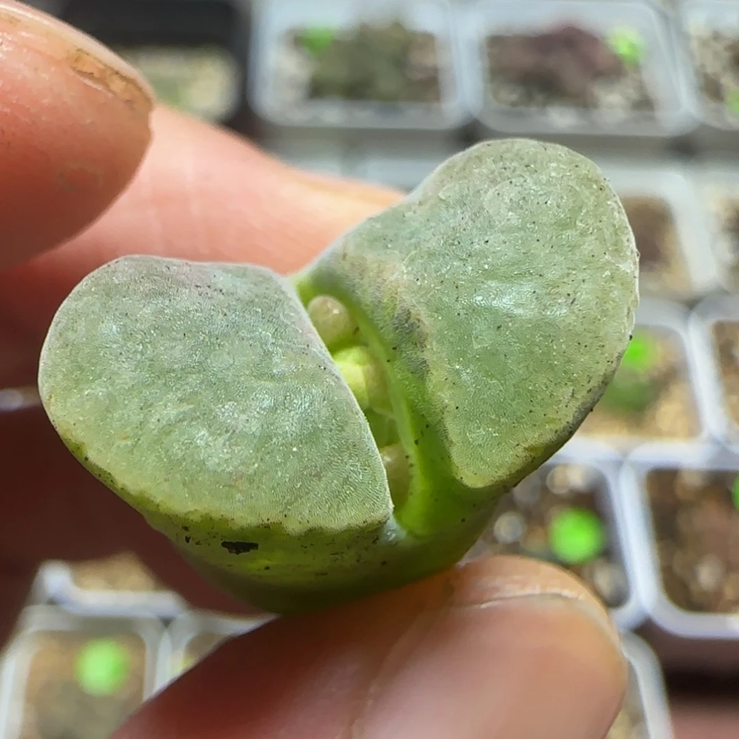 漂漂亮亮多肉植物450