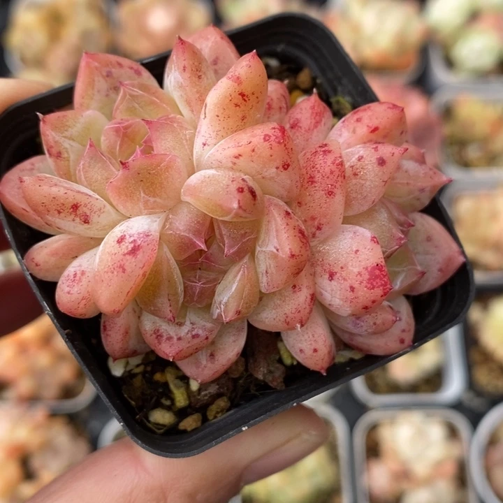 井中月 多肉 11111.4