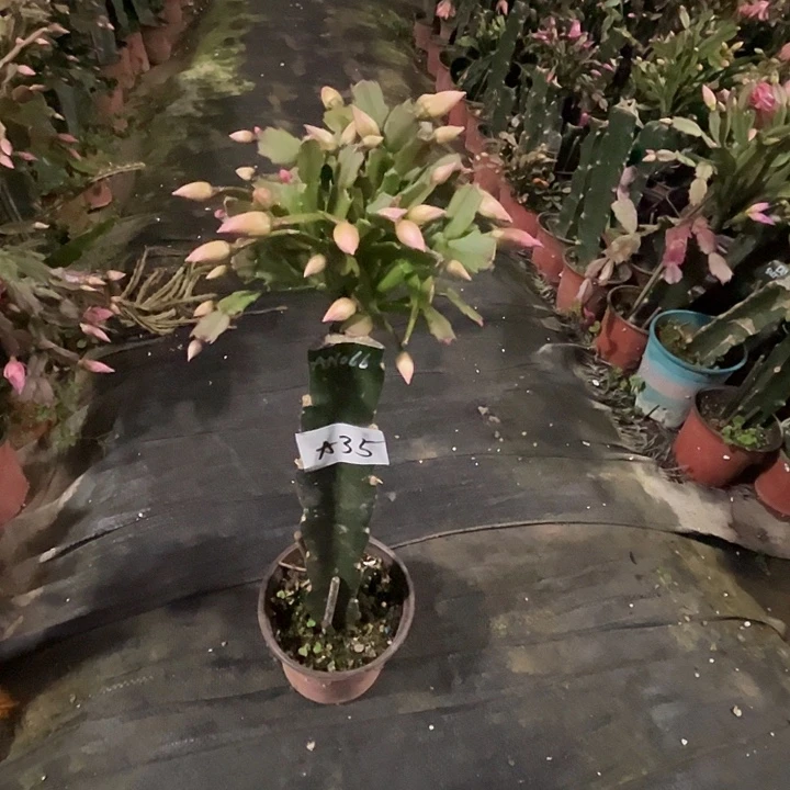 完全开放A35..AN066粉色