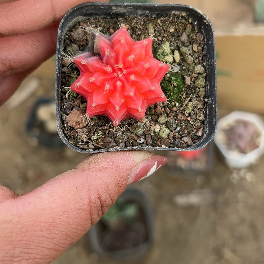 多肉植物多肉植物