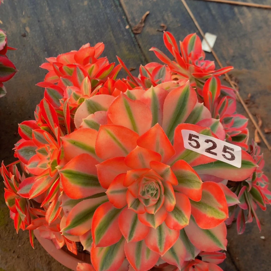 【闪购商品】525女巫有断枝多肉