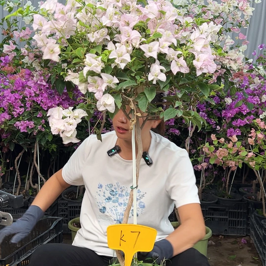 芝***酥完全开放K7苹果。！