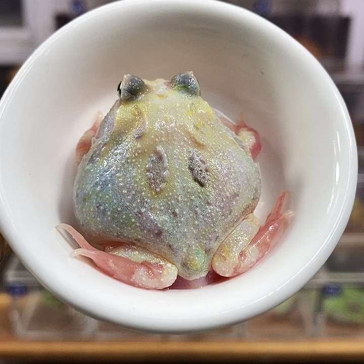 角蛙334号福利双基因变异