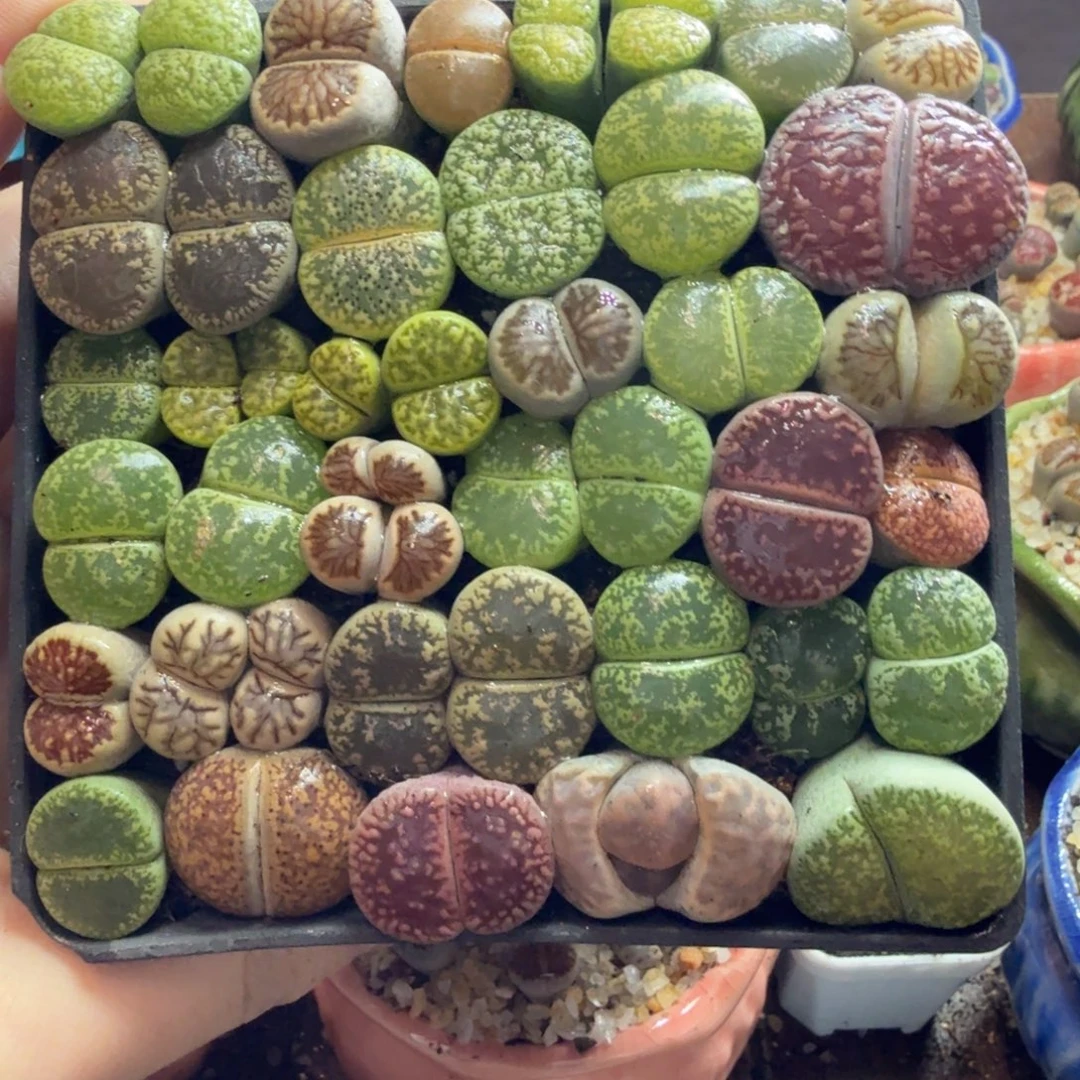 多肉葡萄的味道真的很好796