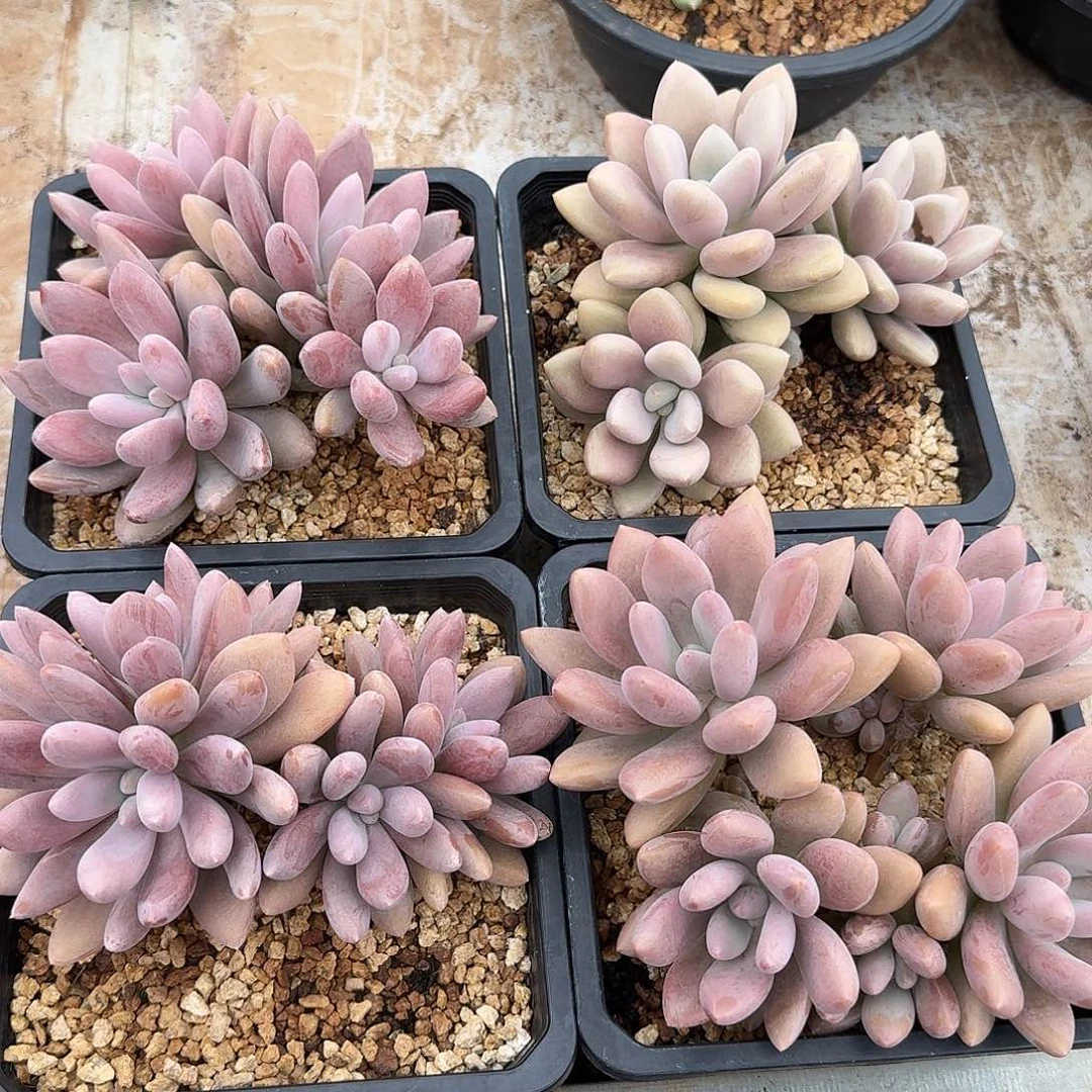 原始虞美人整无砍群生