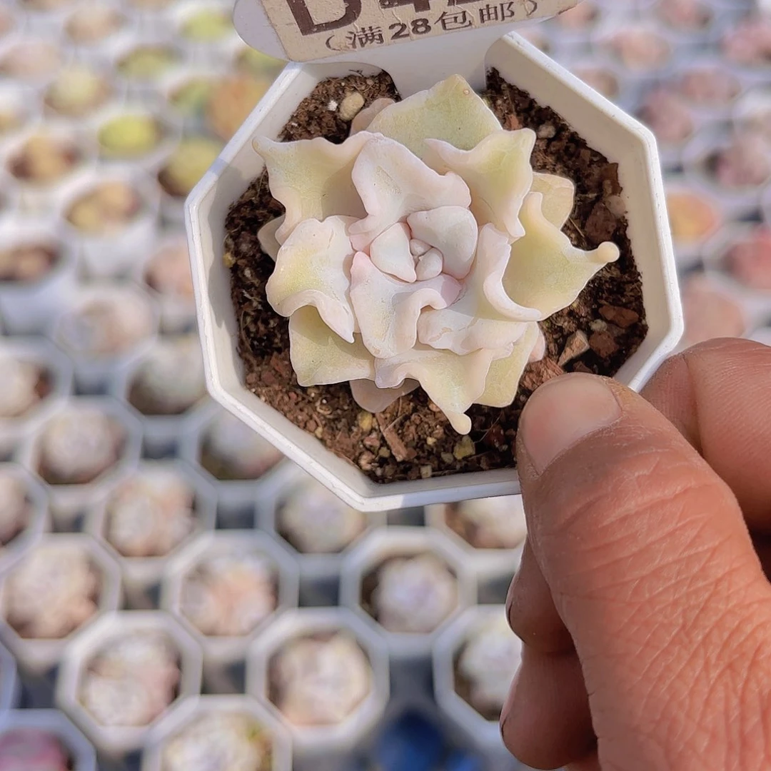 D422饺子皮一物一拍